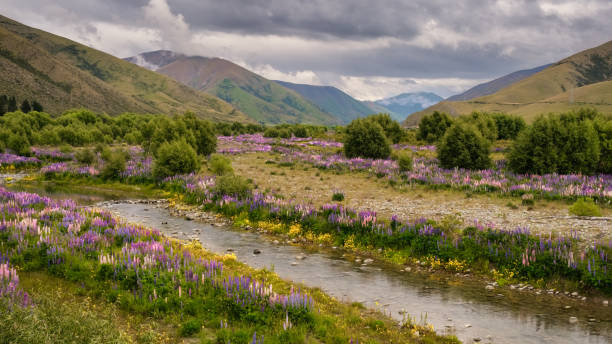 Lupin fields by Ahuriri river in New Zealand Fields of colourful lupins lining the banks of the Ahuriri river near Omarama in the South Island of New Zealand omarama stock pictures, royalty-free photos & images