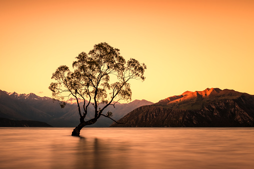 Long exposure view of the Wanaka Tree silhouetted against the orange glow of sunset at lake Wananka in the South Island of New Zealand