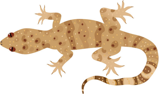 Hemidactylus Turcicus, Turkish gecko vector art illustration