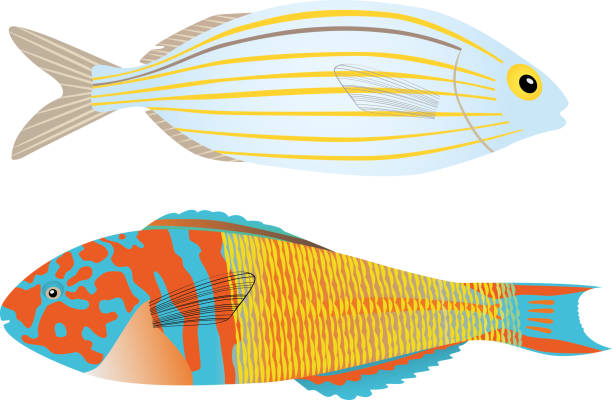 Sarpa Salpa and Thalassoma Pavo (Ornate fish) Two beautiful Mediterranean fish. Vector illustration. Isolated. salpa stock illustrations