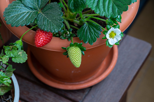 Grow strawberries at home on the balcony in pots. Strawberry bush with berries. Gardening, farming. Harvest strawberries. Leaves, fruits and flowers of a berry.