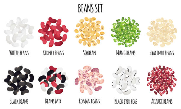 Beans set with Black, White, Roman, Kidney, Mung, Adzuki, Hyacinth and Soybean. Beans set with Black, White, Roman, Kidney, Mung, Adzuki, Hyacinth and Soybean. Natural organic food collection. Vector cartoon isolated illustration. hyacinth red stock illustrations