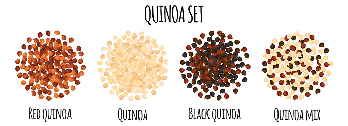 Quinoa set with Red, White, Black and mix quinoa. Natural organic food collection. Vector cartoon isolated illustration.
