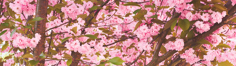 Springtime background of blossoming Sakura tree. Panoramic shot. Web banner.