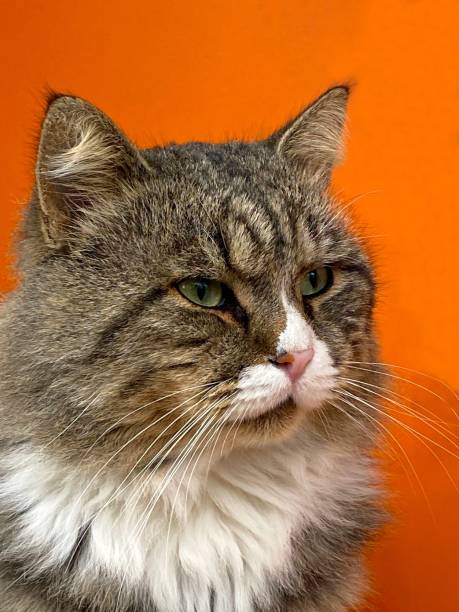 istock Cat with long fur against orange wall. 1458724641