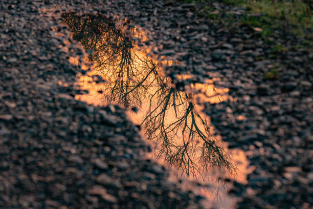 istock Reflection of a landscape with a forest puddle 1458725126