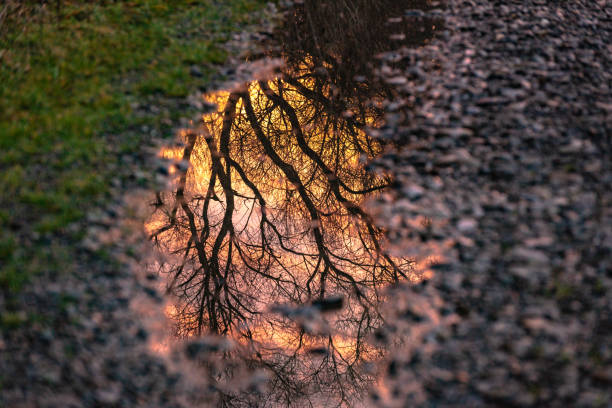 istock Reflection of a landscape with a forest puddle 1458725163