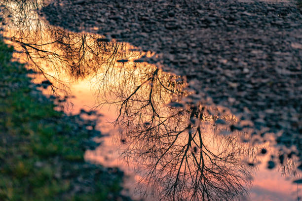 istock Reflection of a landscape with a forest puddle 1458725166