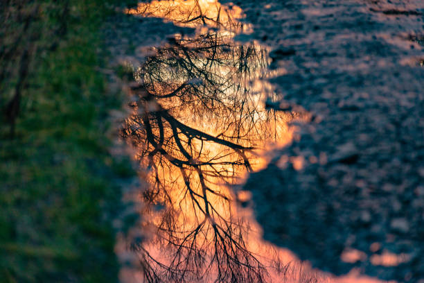 istock Reflection of a landscape with a forest puddle 1458725174