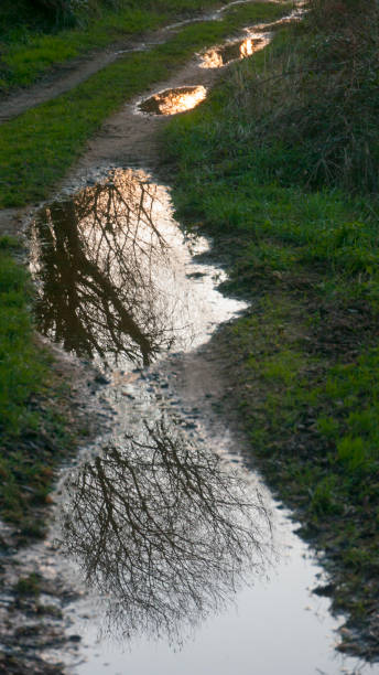 istock Leafless branches reflected in water puddle in a rural road 1458726728