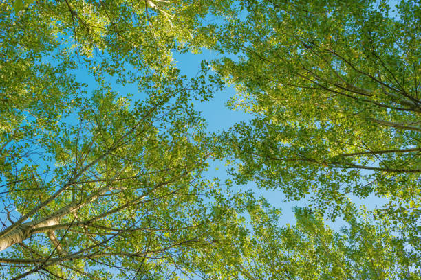 vue en contre-plongée de la cime des bois de trembles avec un ciel d’été bleu en arrière-plan. - poplar tree treetop forest tree photos et images de collection