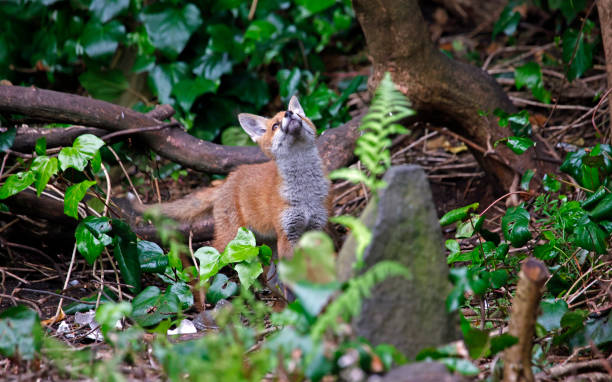 istock Urban fox cubs emerging from their den to explore the garden 1458727498