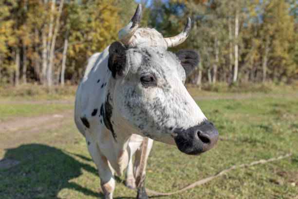 istock variegated grey black cow on green field on sunny summer day 1458730868