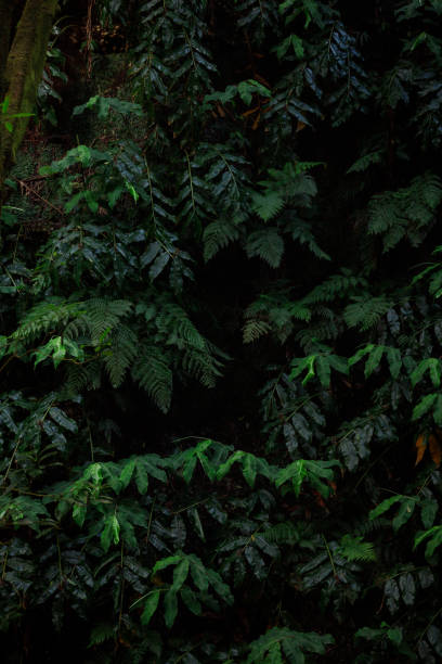 istock forest background, nature, leafs and bushes High quality photo 1458732418