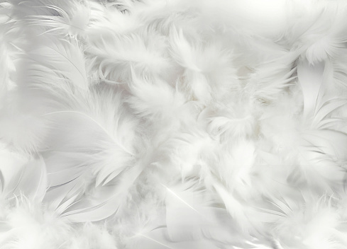 Abstract background of fluffy soft white feathers in various sizes collected in heap