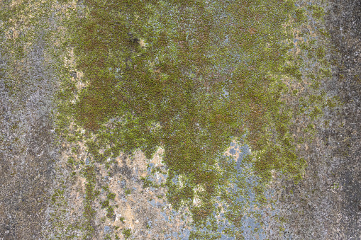 Old distressed gray concrete wall with green moss and white mold spores. Background texture