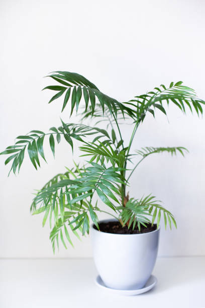 istock Chamaedorea houseplant in a white pot on a light grey background. 1458733101