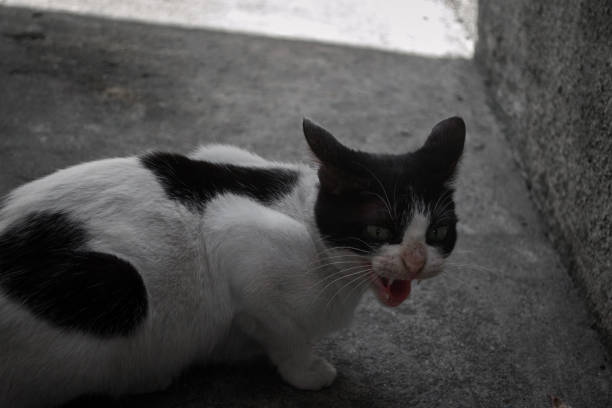 istock A stray black and white cat is hissing at what it spots behind the camera 1458734388