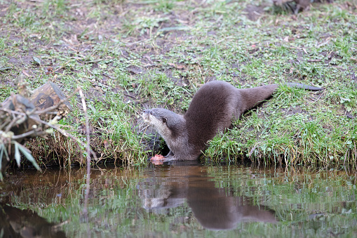 Otter eating in the water, selective focus