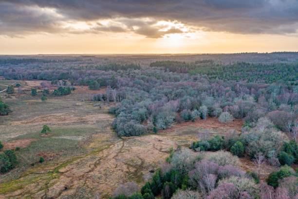 parc national de new forest, hampshire, royaume-uni. - hampshire photos et images de collection