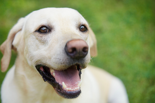 Portrait of young cute dog on medaow. Happy labrador retriever lookink at camera.