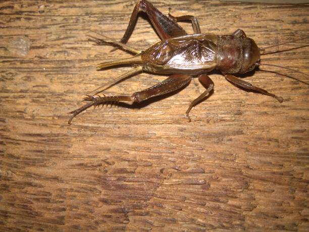 istock Gryllidae or cricket are closely related to grasshoppers 1458740636