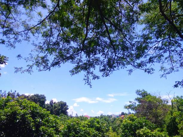 istock Beautiful natural scenery decorated with a clear blue sky 1458741993