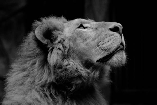 istock lion head in black and white mode 1458742581
