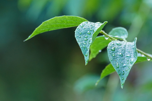 Raindrop inside green leaf