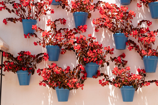 Flowering begonias in blue pots on a light wall in the in the old center of Marbella, Costa del Sol, Spain.