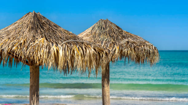 istock Tropical beach with sun beds and bamboo parasols 1458745257