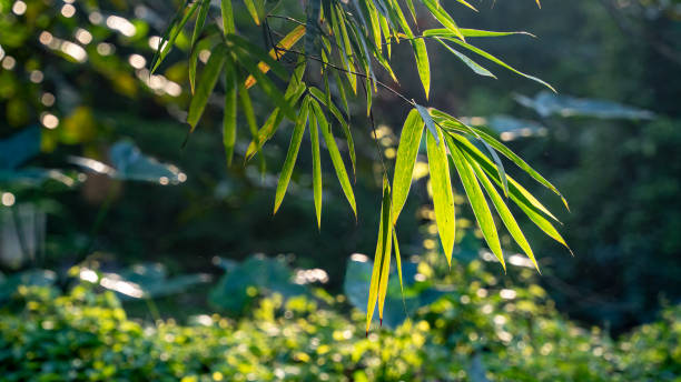 istock Leaves in the morning sunlight 1458747318