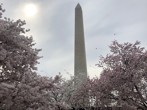 Cherry blossoms, DC