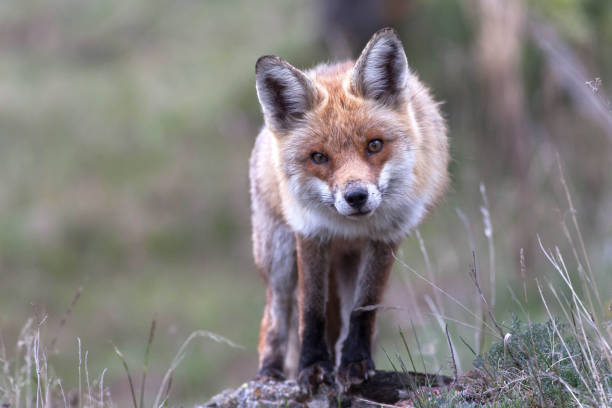 istock free and wild animals 1458748004