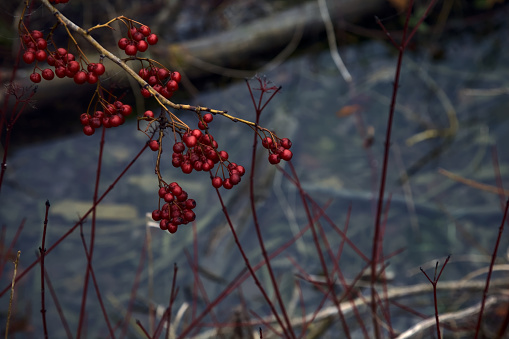 Branch  loaded with red berries on a stream of water as background seen up close