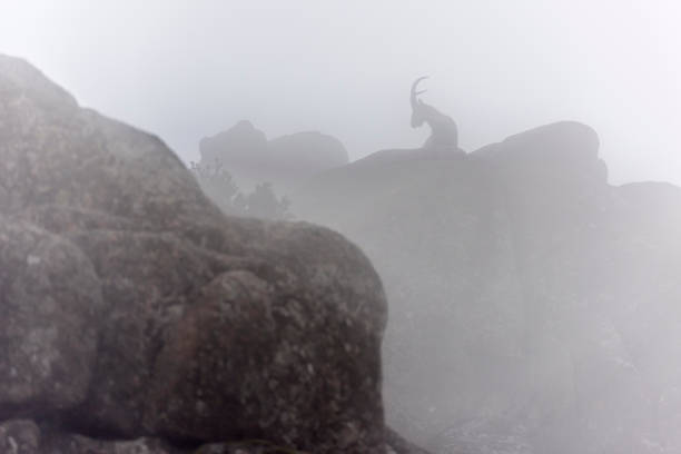 A mountain goat walks along a paved road with rugged mountain terrain and power lines in the background, under a cloudy sky.