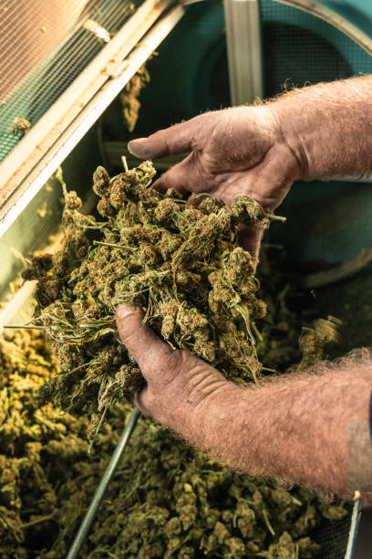 istock Farmer Worker puts Marijuana buds in an electric trimmer machine. Organic Cannabis Sativa fabric 1458751476