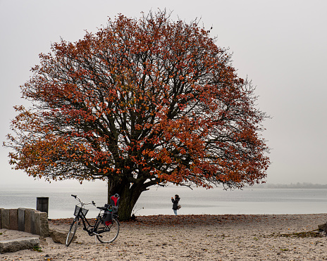 Lone woman taking a photo under a big, deciduous Swedish Whitebeam on Klagshamnsstranden or Klagsham strand. Sorbus intermedia tree at fall by the sea on a beach in Bunkeflo strandängar nature reserve