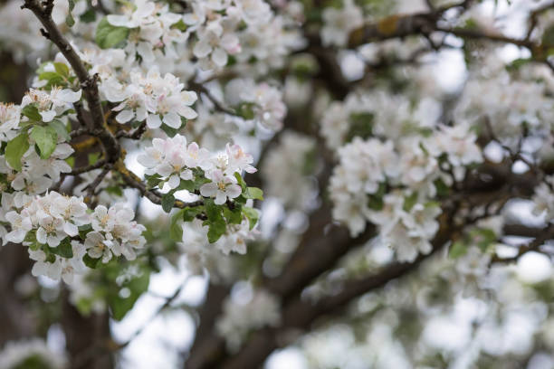istock Apple blossoms in the beautiful sunset light. Spring, nature wallpaper. A blooming apple tree in the garden. Blooming white flowers on the branches of a tree. Macro photography. 1458752933