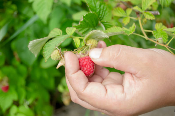 istock A man's hand plucks a raspberry. Picking raspberries is a close shot. The hand holds the red berry to pick. 1458753103