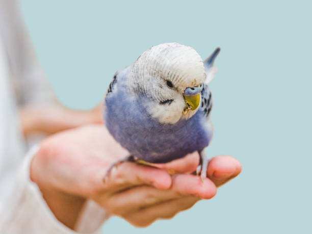 istock Bright, cute parrot and a young woman 1458753563