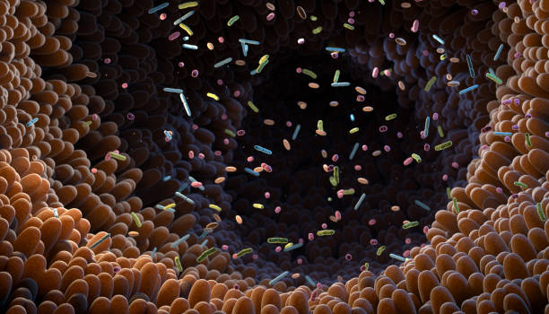 Intestinal bacteria. Microbiome stock photo