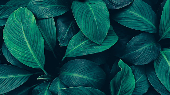 tropical leaves, dark blue color toned