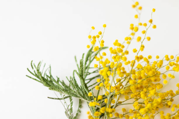istock Mimosa flower on a white background. Close-up. Macro. Selective focus 1458756277