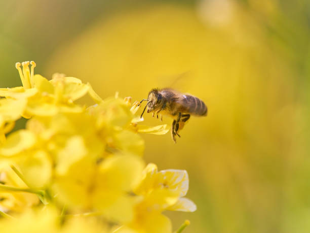 istock A honeybee collecting pollen from canola flower 1458757716