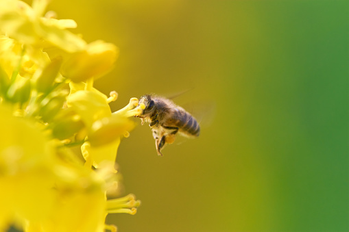 A honeybee collecting pollen from canola flower