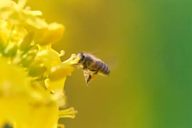 Photo of A honeybee collecting pollen from canola flower