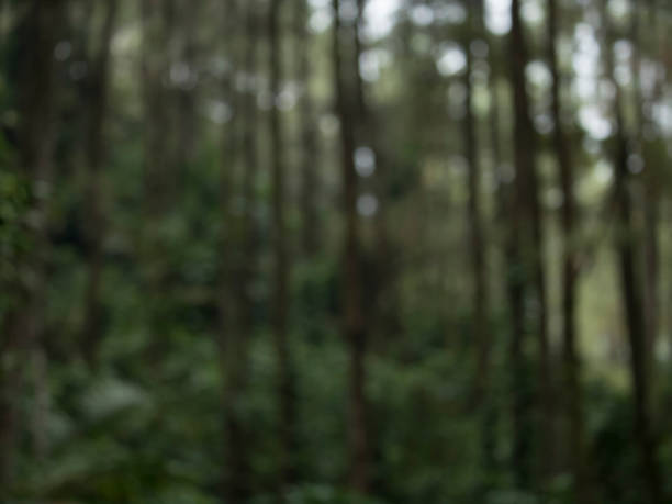 istock Blurred photo Lawn and trees green background 1458758239