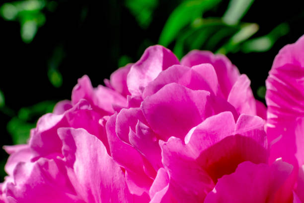 istock Raspberry peony. Macro. Peony flower close-up on a warm sunny day 1458759075