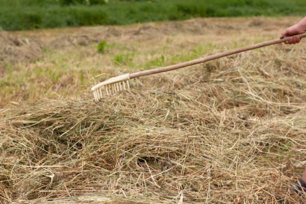 istock Man farmer turns the hay with a hay fork 1458759294